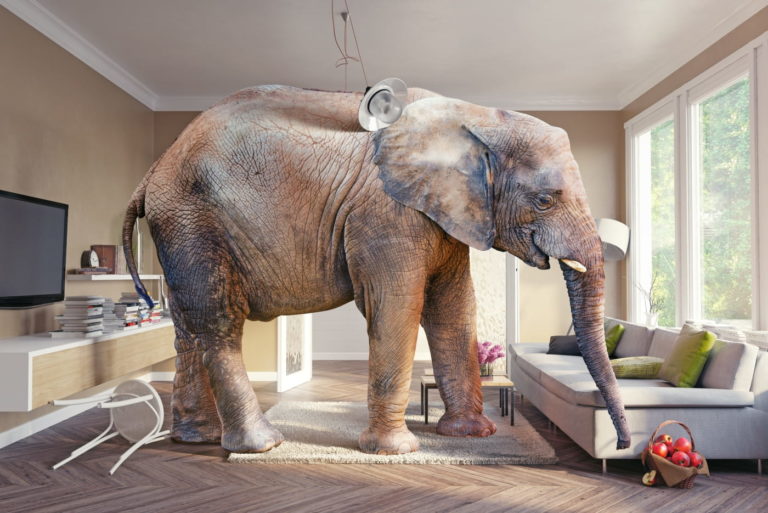 Elephant In The Living Room Phrase